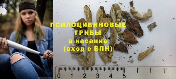 хмурый Аркадак