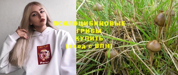 хмурый Аркадак